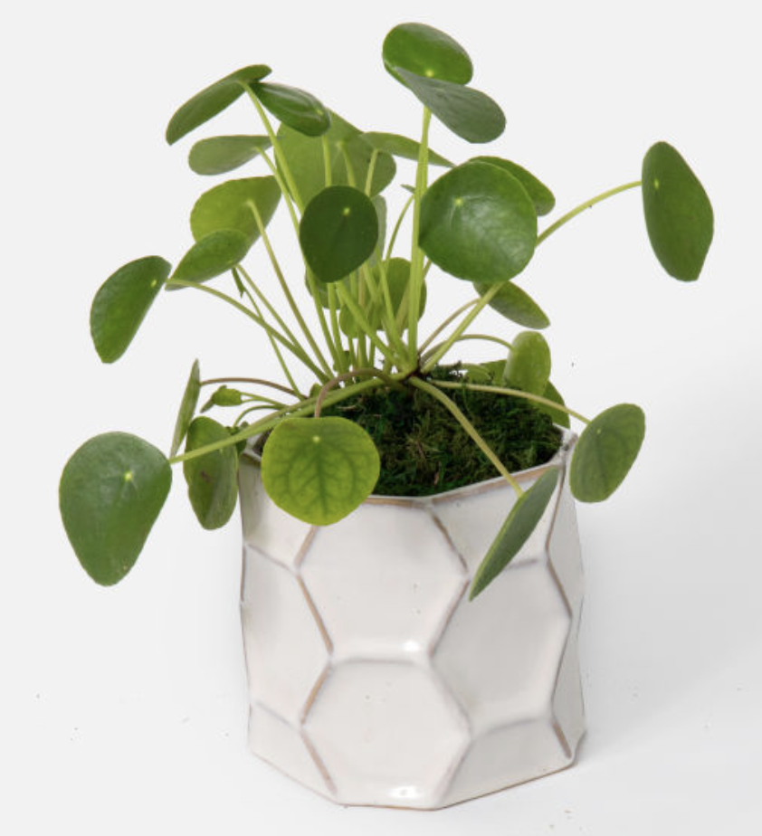 Piled Plant in a white ceramic pot